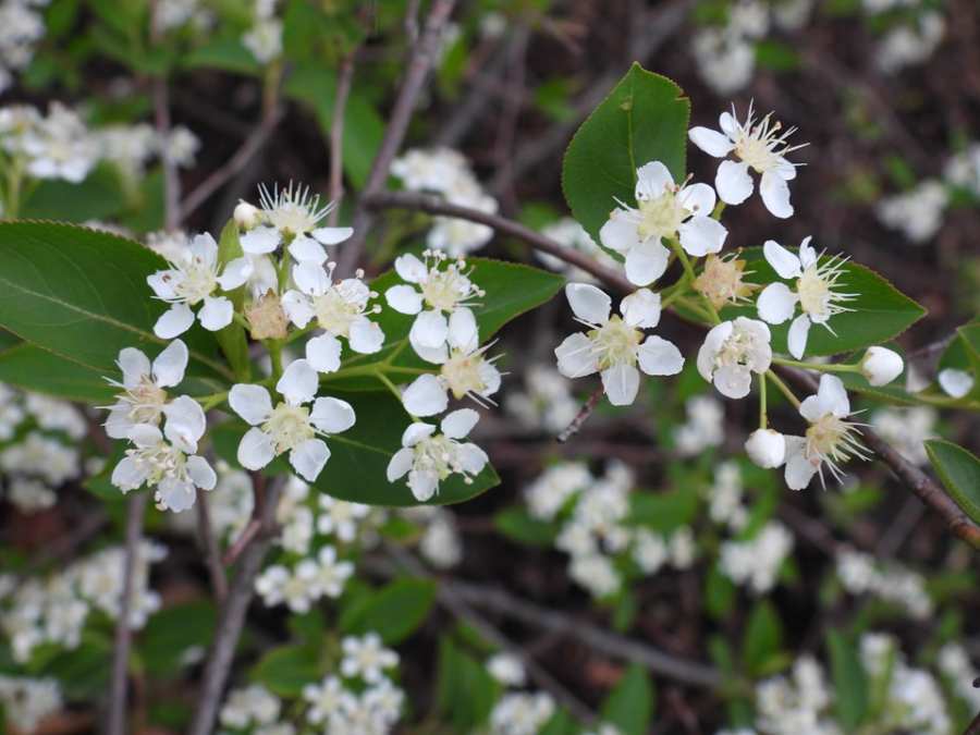 Black Chokeberry | MSD
